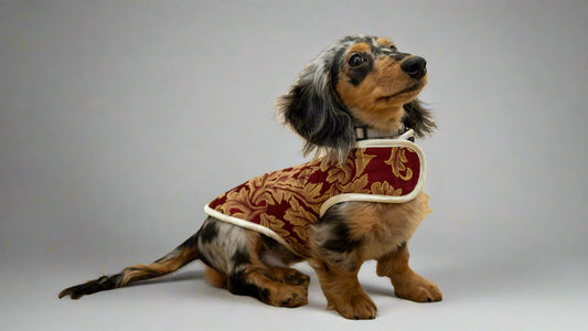 Manteau vicomte
